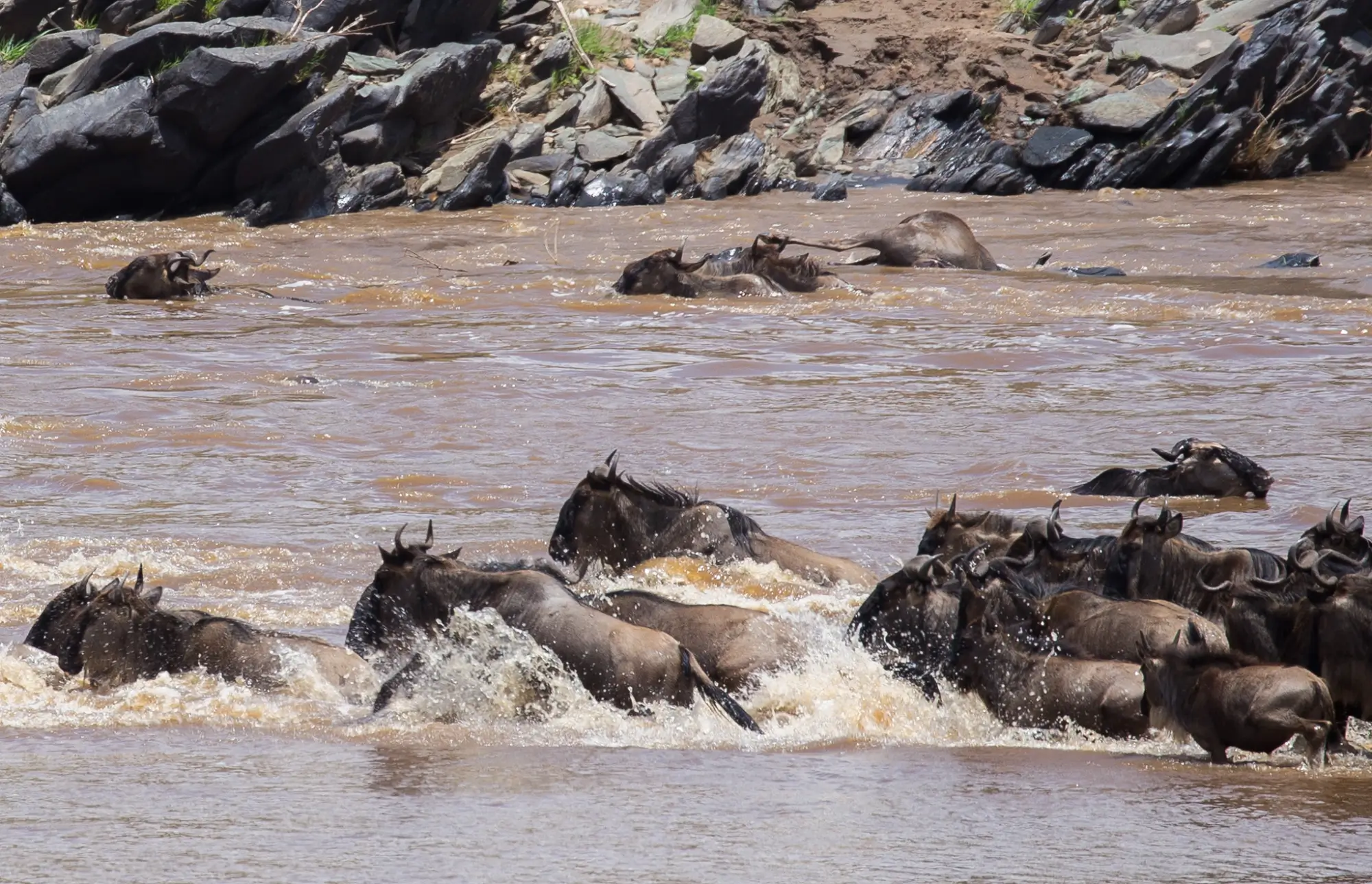 Maasai Mara- Wildebeest Migration with Wasafiri Destinations