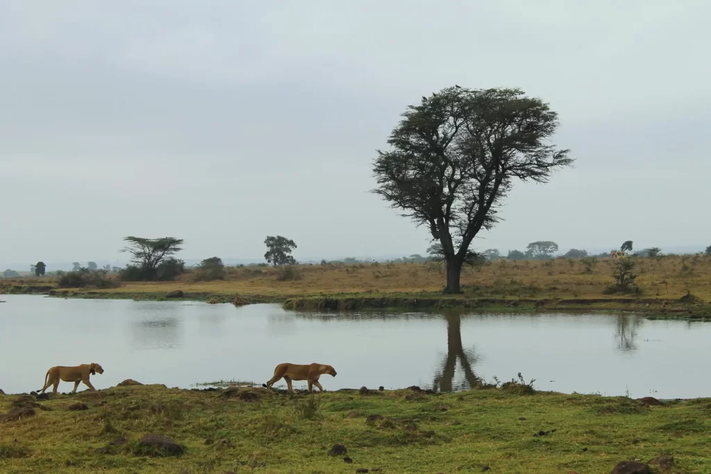 Discover Lake Nakuru with Wasafiri Destinations