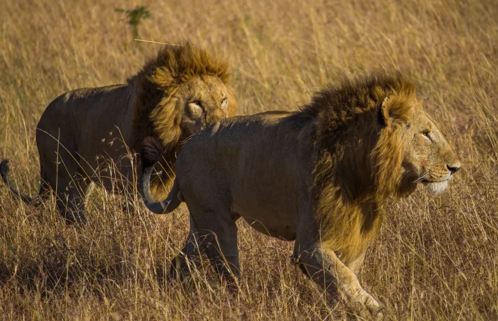 Discover Samburu National Park with Wasafiri Destinations