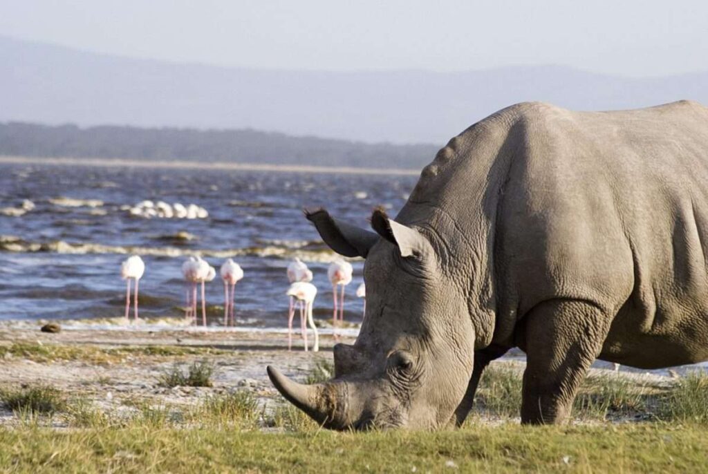 Lake Nakuru National Park with Wasafiri Destinations