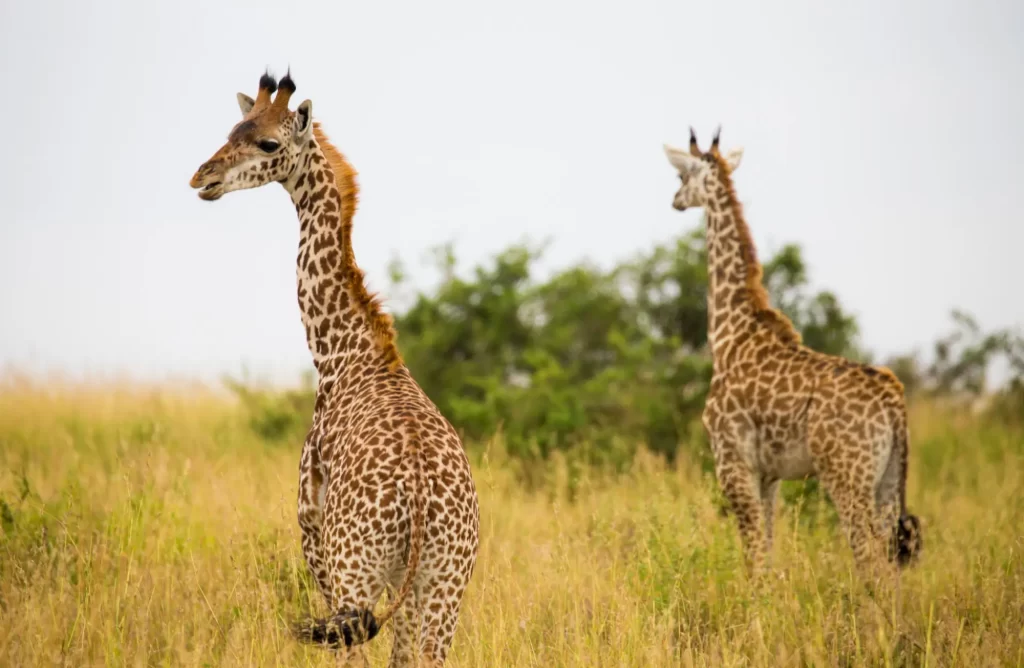 Giraffes at Samburu National Reserve