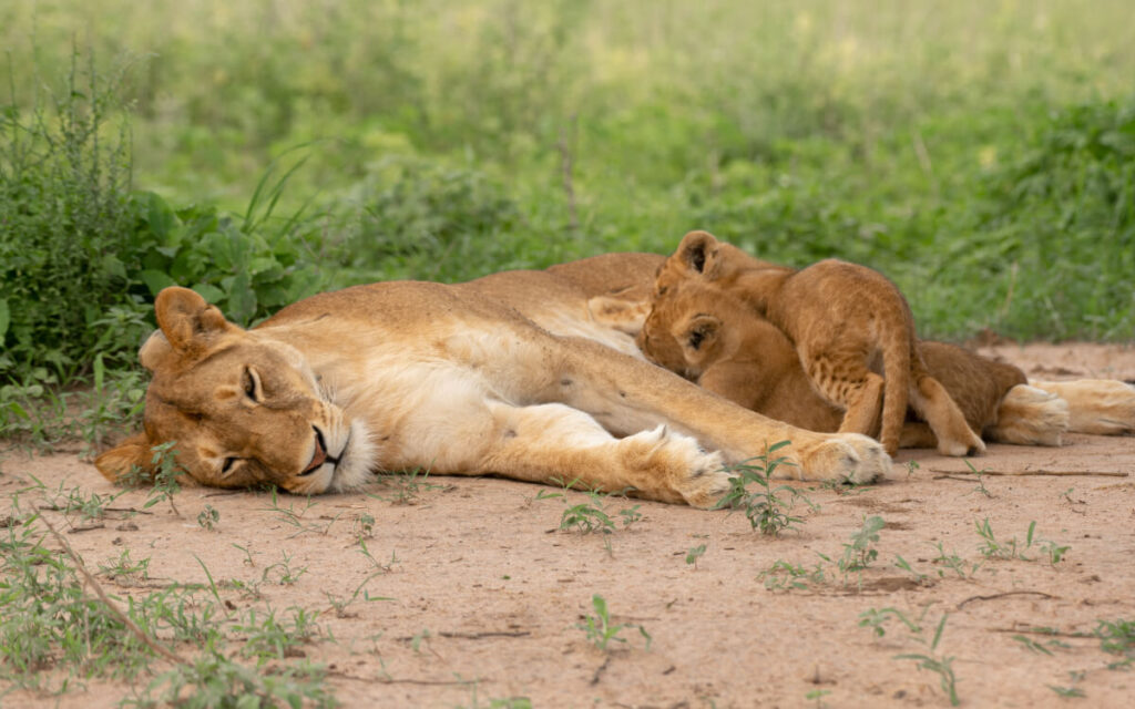 Ol Pejeta and Maasai Mara with Wasafiri Destinations