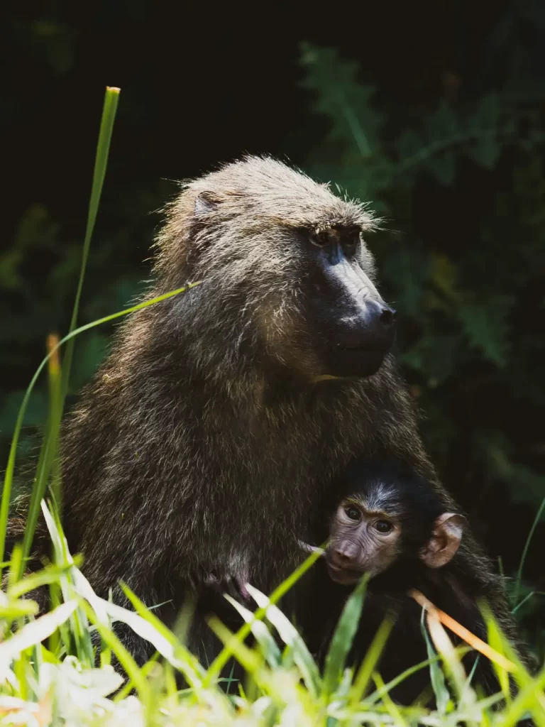 Kibale National Park with wasafiri Destinations