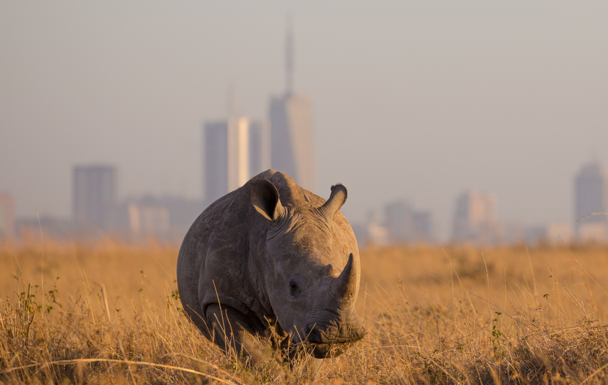 Nairobi National park with Wasafiri Destinations