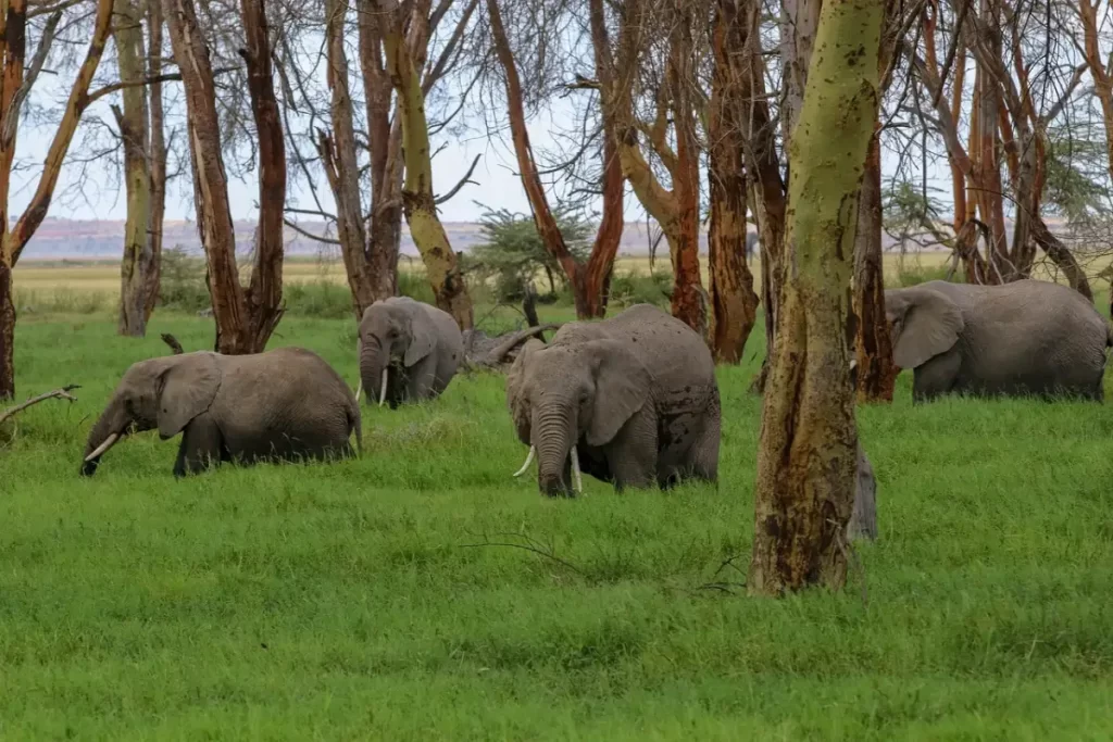 Discover Amboseli National Park with Wasafiri Destinations