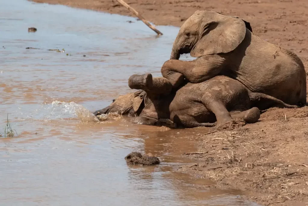 Discover Samburu National Park with Wasafiri Destinations