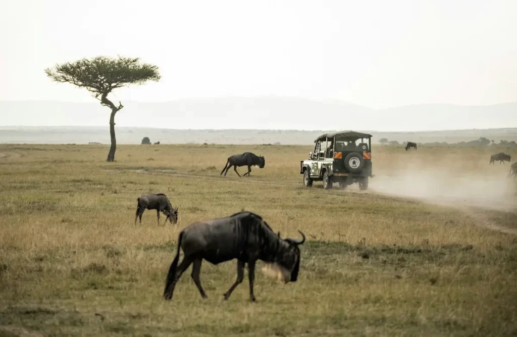 Wild Beasts in Masai Mara Kenya