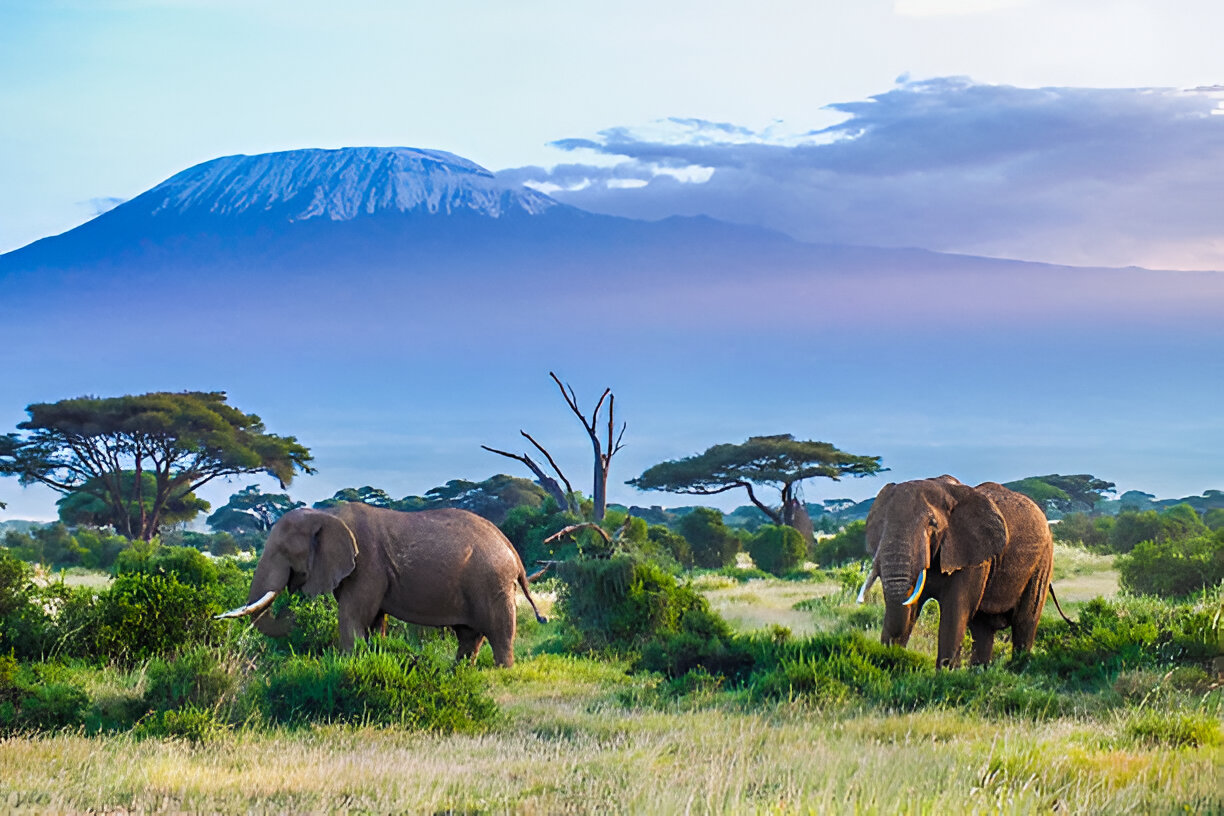 Discover Amboseli National Park with Wasafiri Destinations