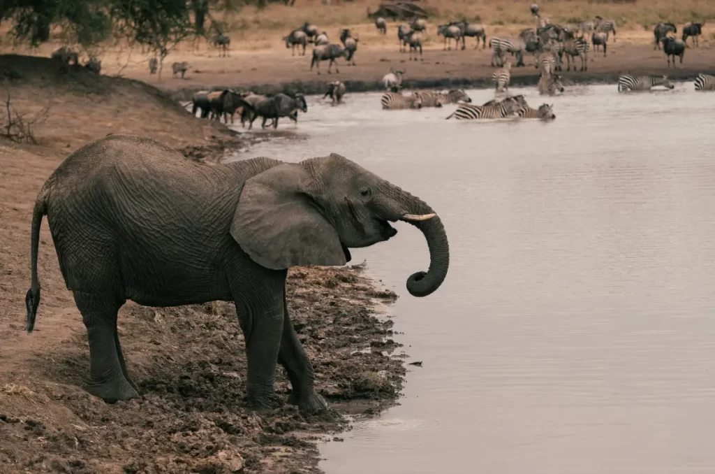 tarangire national park with wasafiri destinations