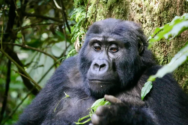 bwindi impenetrable national park with wasafiri destinations