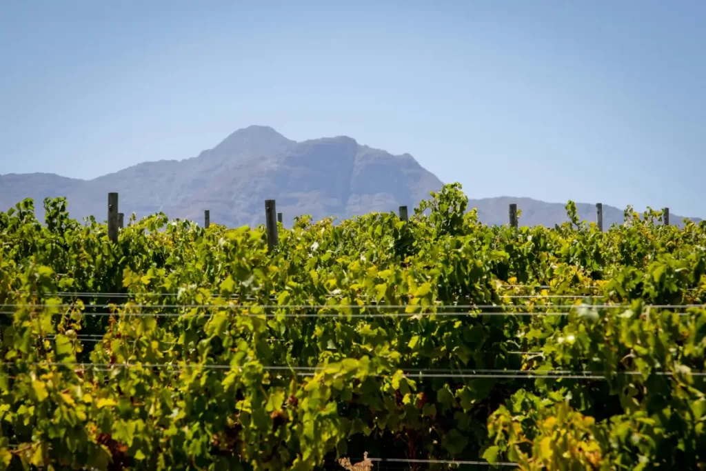 The winelands with Wasafiri Destinations