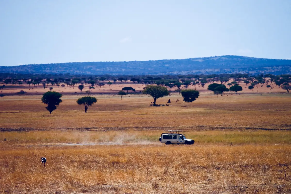 Serengeti with wasafiri destinations