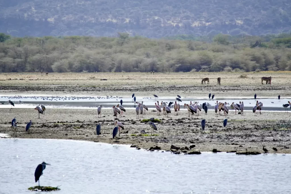 Lake Manyara with Wasafiri Destinations