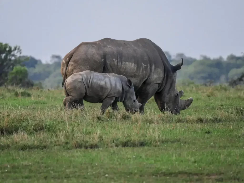 Discover Ol Pejeta Conservancy with Wasafiri Destinations