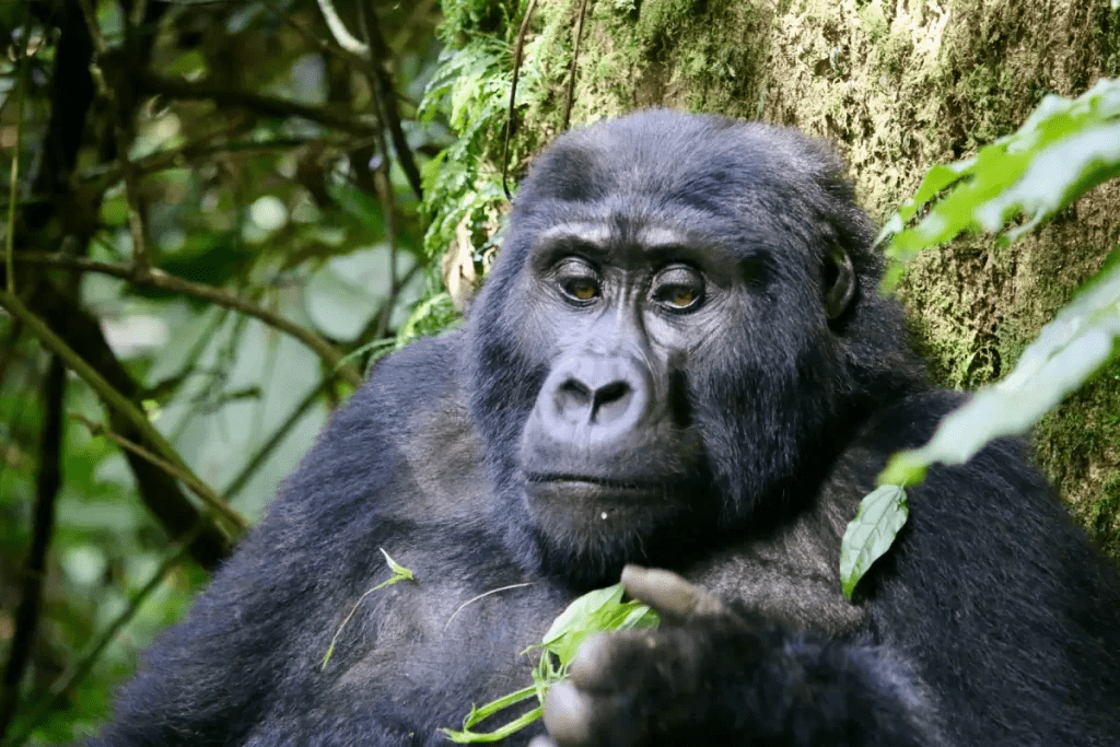 Bwindi Impenetrable National Park: A Primate Paradise