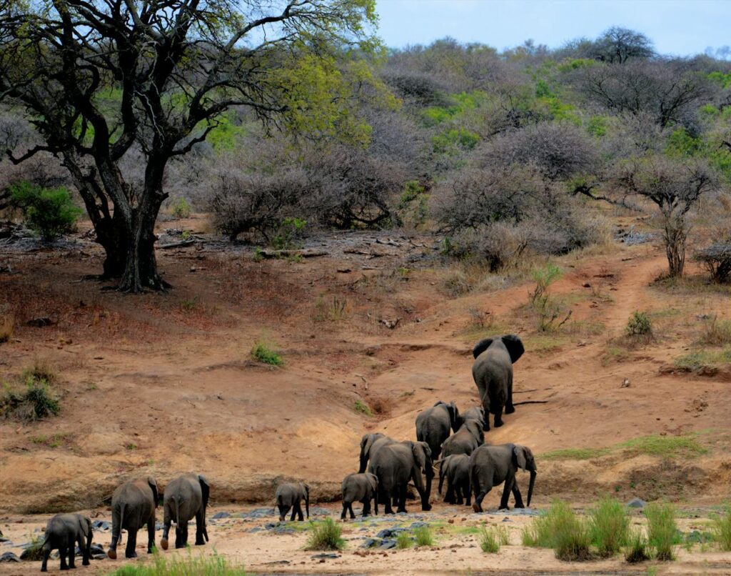 Elephants in Kruger National Park - Wasafiri Destinations Kenya